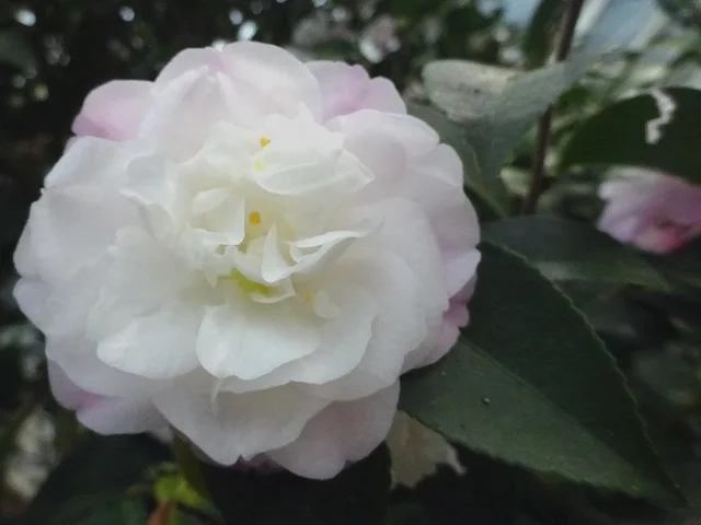 山茶花 "宵待"