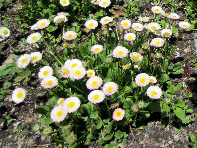 雏菊