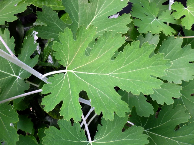 Macleaya cordata