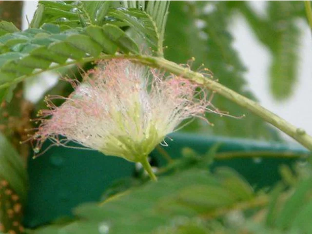 Albizia julibrissin