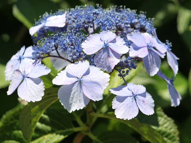 額紫陽花 '藍麗子'