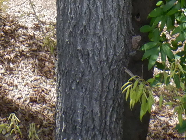 Sawtooth oak