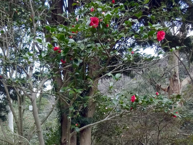 山茶花 '南蛮星'