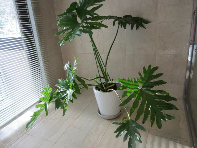 Philodendron selloum