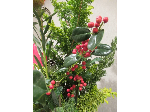 歐洲冬青