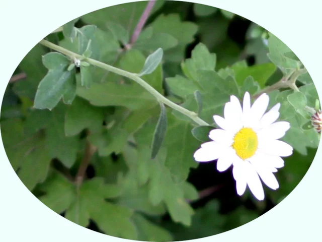 Chrysanthemum japonicum
