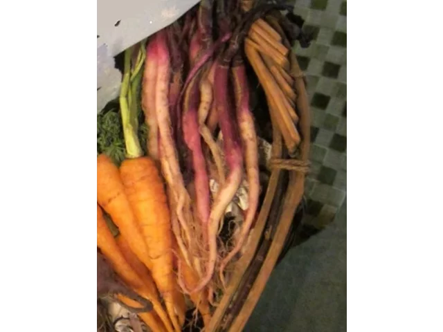 Radish