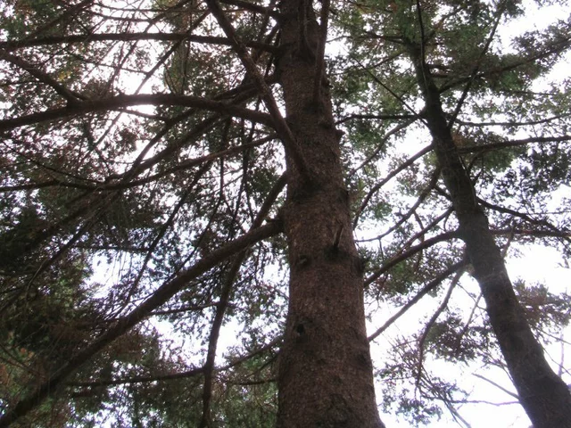 Nikko Fir Abies homolepis