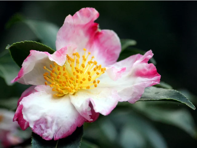 山茶花 '揚羽の蝶'