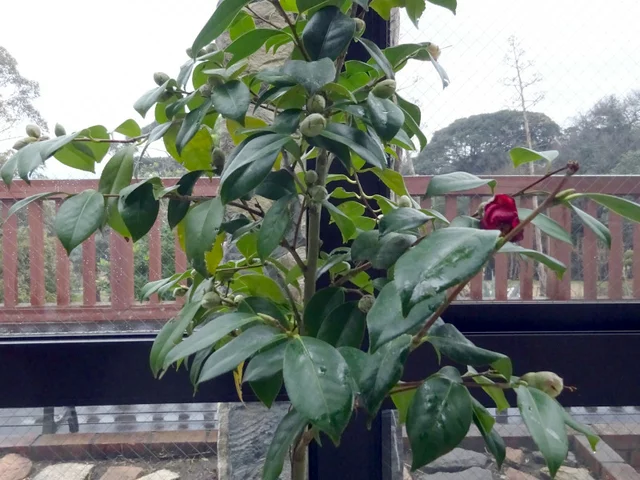 Camellia Murasaki-no-iori