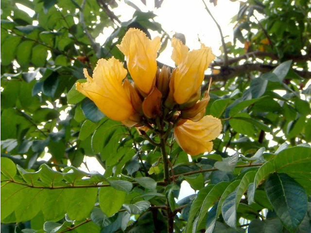 黄花火焰樹