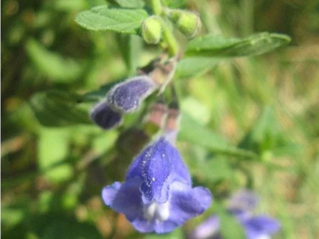Scutellaria strigillosa