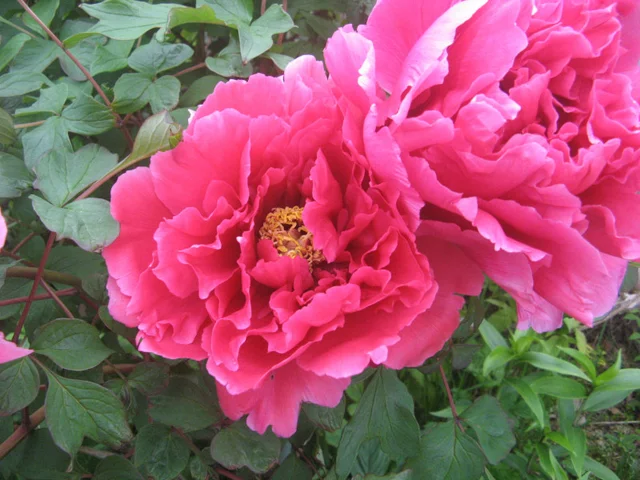Paeonia suffruticosa