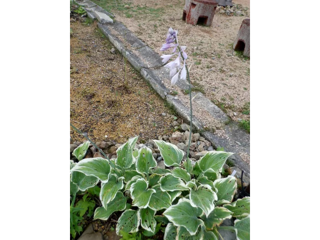 ギボウシ