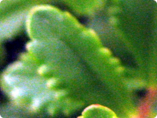 Sedum kamtschaticm