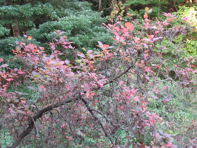Smoke bush