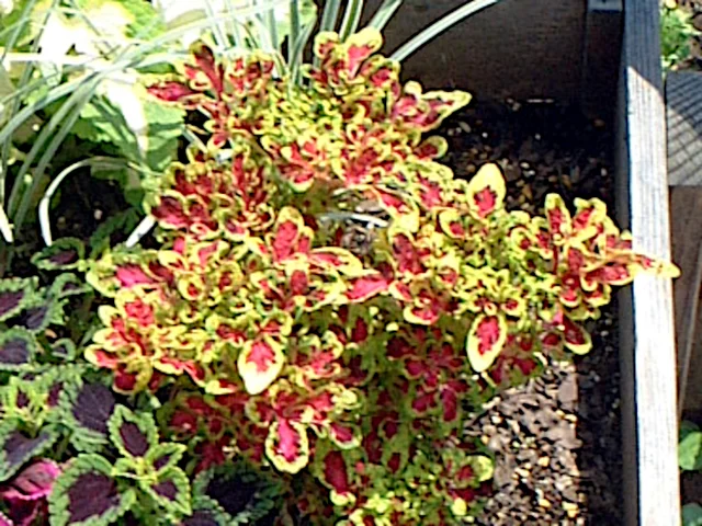 Coleus