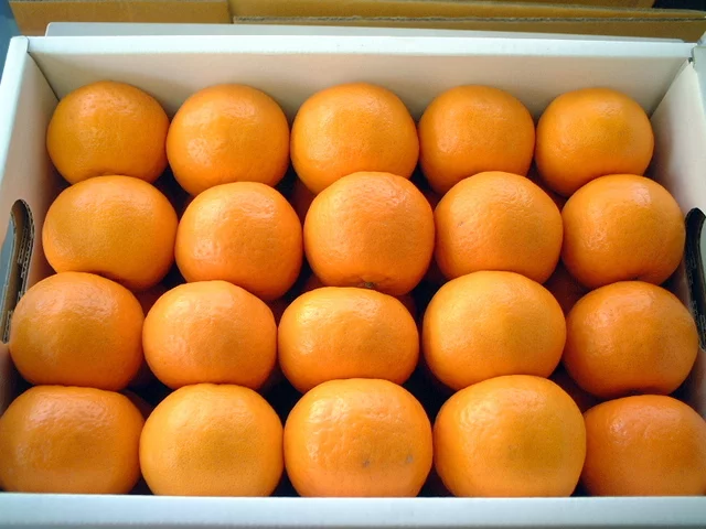 Natsudaidai orange