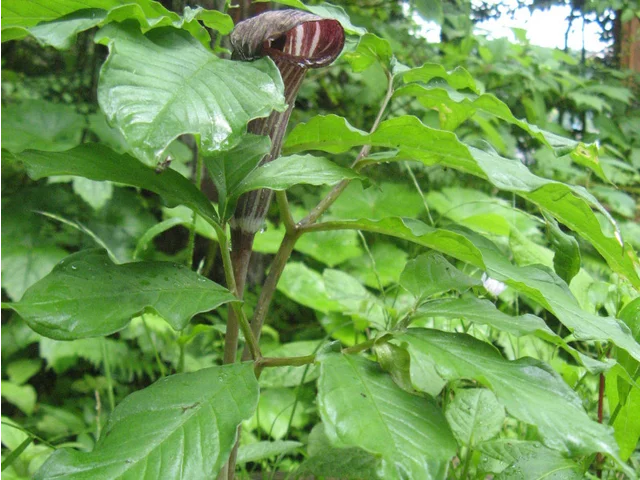 Jack in the pulpit