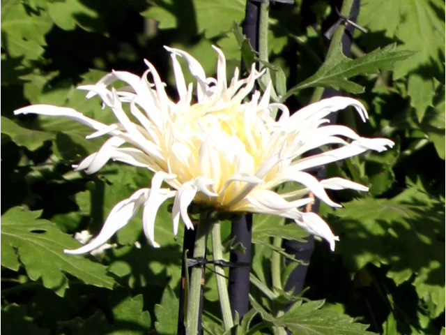 江戸菊 菊>古典菊