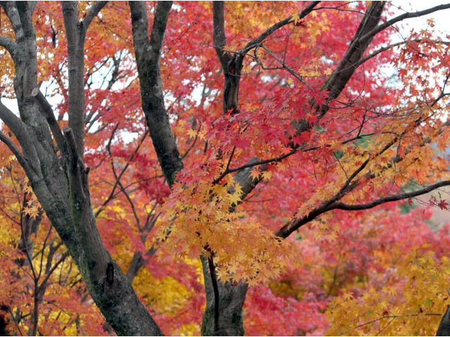 Palmate maple