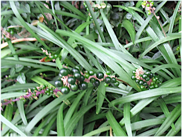 Liriope muscari