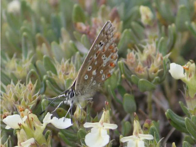 Teucrium montanum