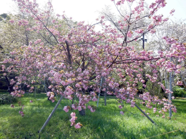 Prunus 'Kanzan'