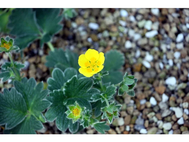 Potentilla megalantha