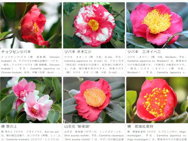 山茶花