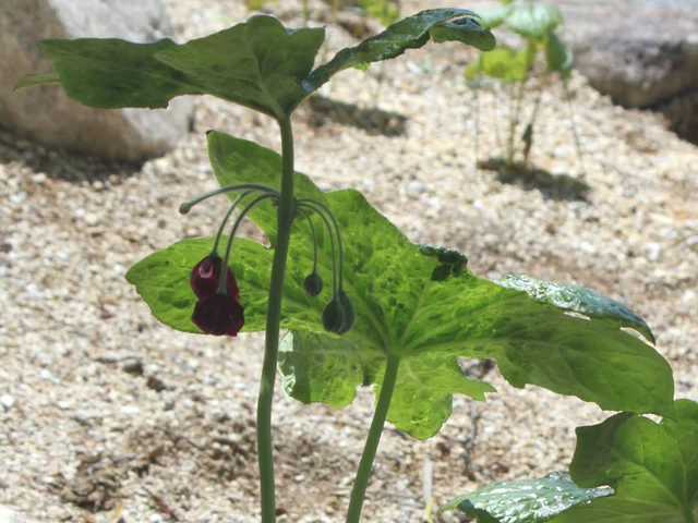 Podophyllum pleianthum