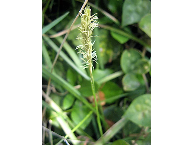 深山薹草