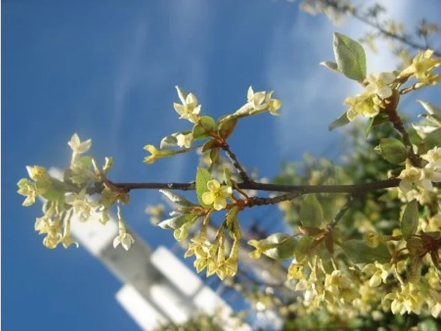 Elaeagnus