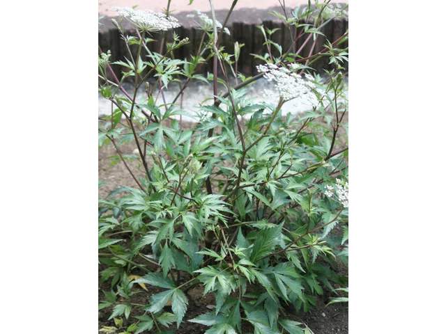 Angelica acutiloba