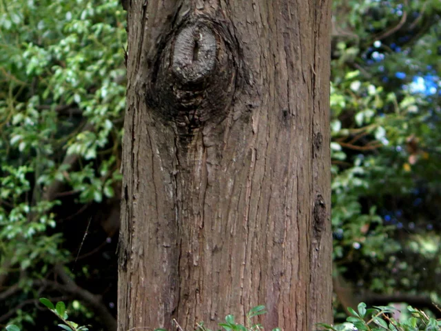 Metasequoia