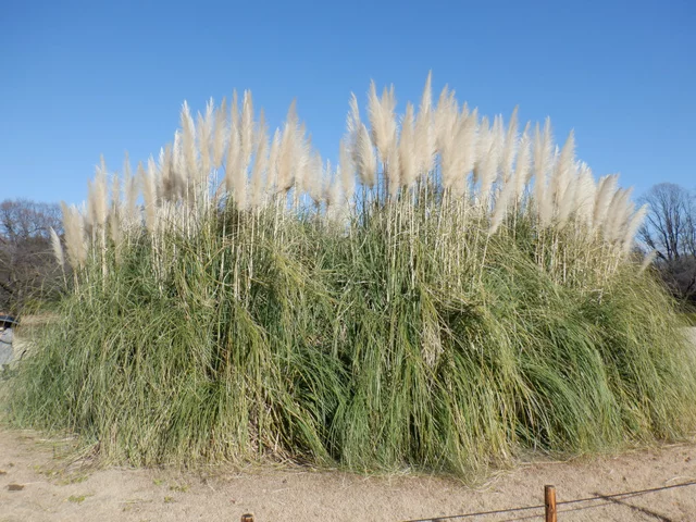 Pampas grass
