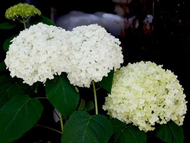 西洋紫陽花 アナベル