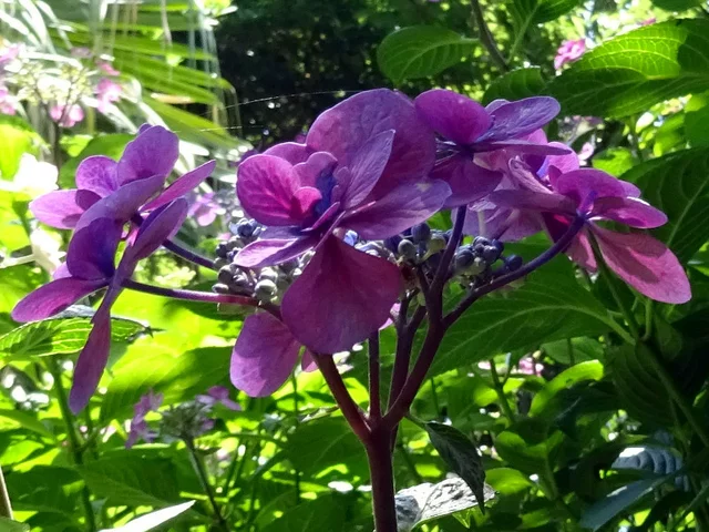 H.m. "Posy bouquet Kacy"