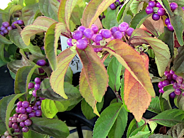 Callicarpa japonica