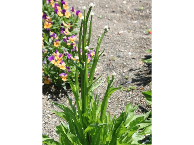 Ammobium