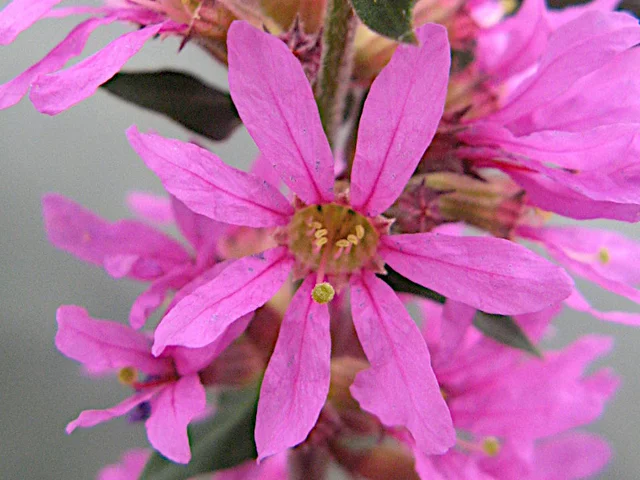 Lythrum salicaria