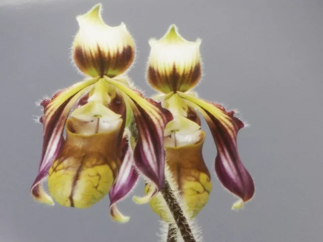 Paphiopedilum 'spicerianum'