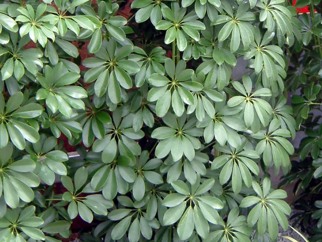 Schefflera