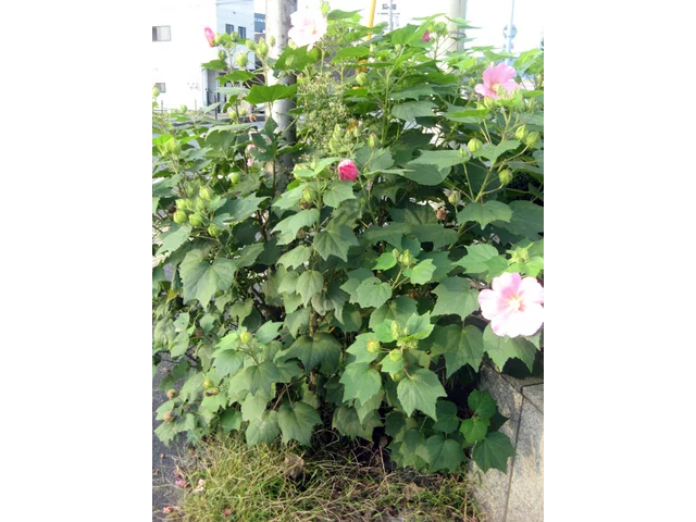 醉芙蓉