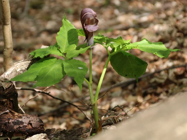 Arisaema limbatum var. ionostemma