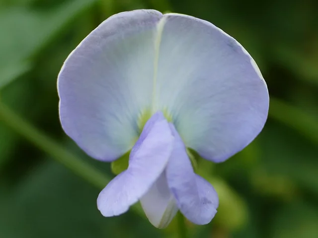 Winged bean