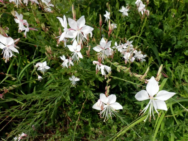 Gaura lindheimeri