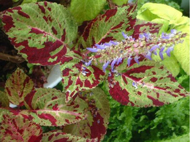 Coleus
