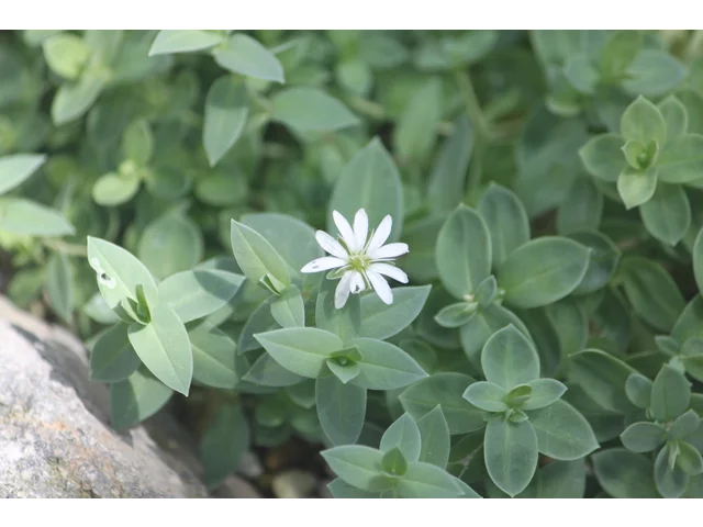 Circumpolar starwort