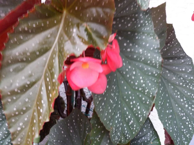 秋海棠